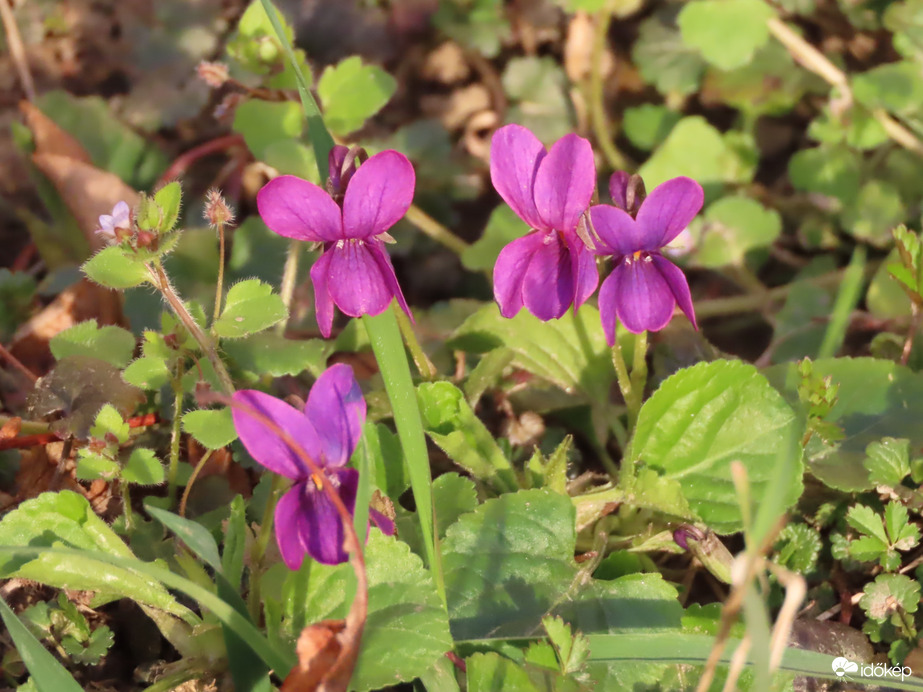 Rózsaszín ibolyát találtam