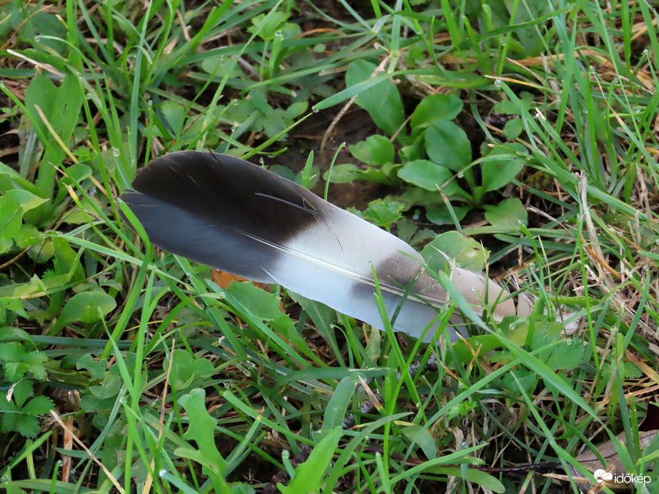 "Valaki" elvesztette