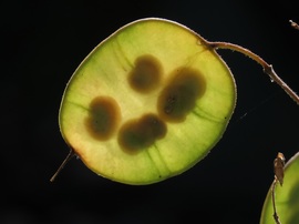 Röntgenkép