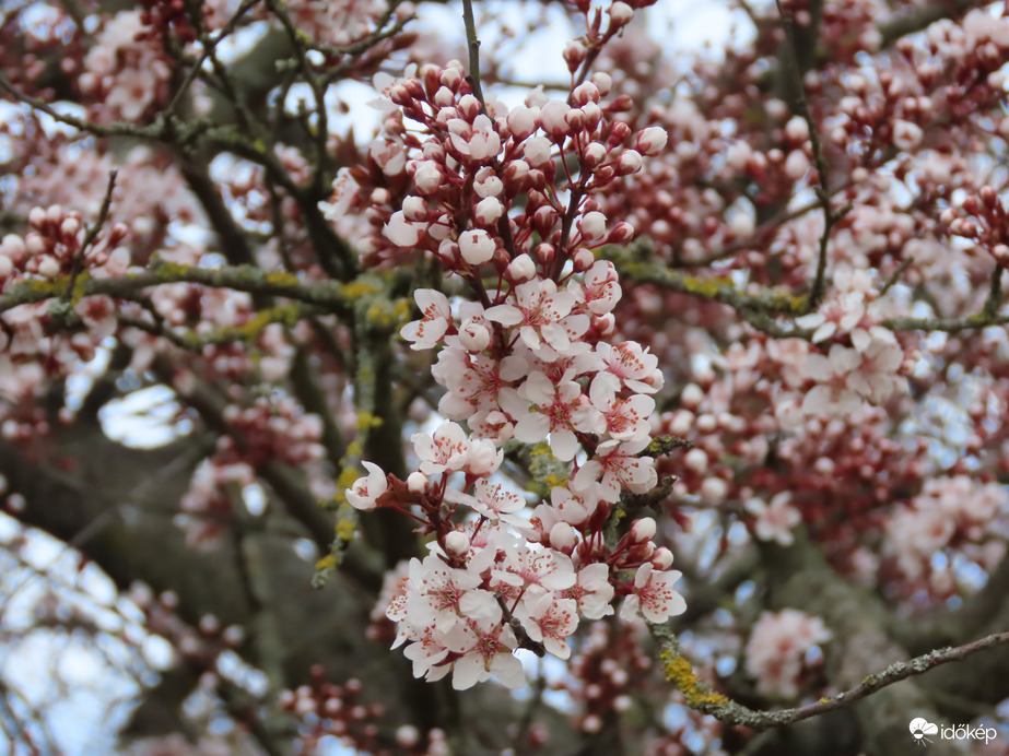 Tavasz a Csónakázó-tónál 4.