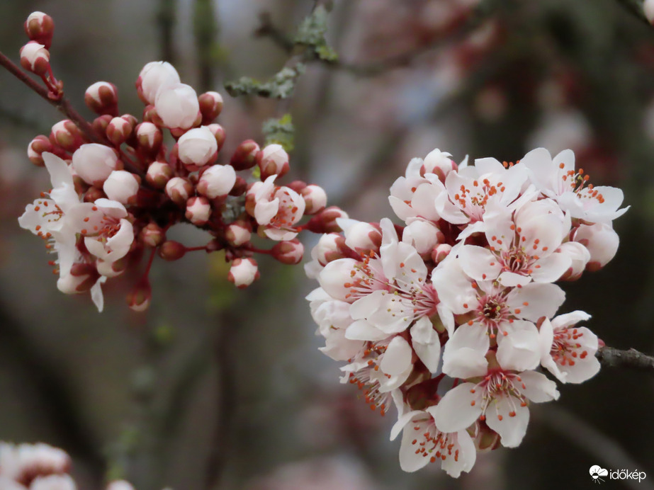 Tavasz a Csónakázó-tónál 5.