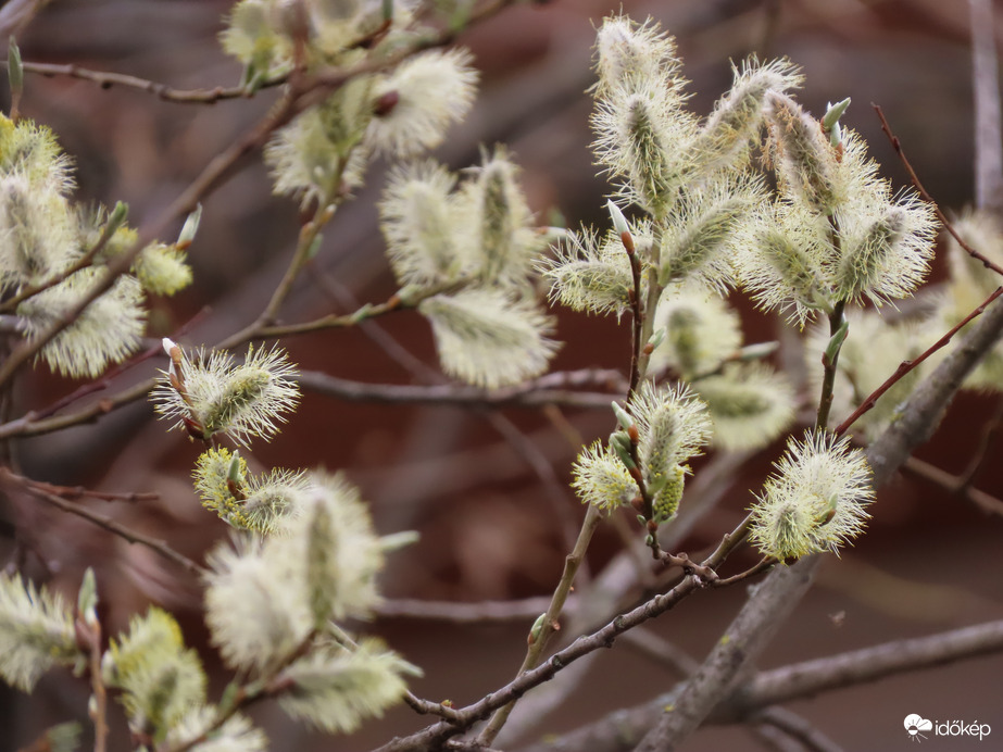 Tavasz a Csónakázó-tónál 3.