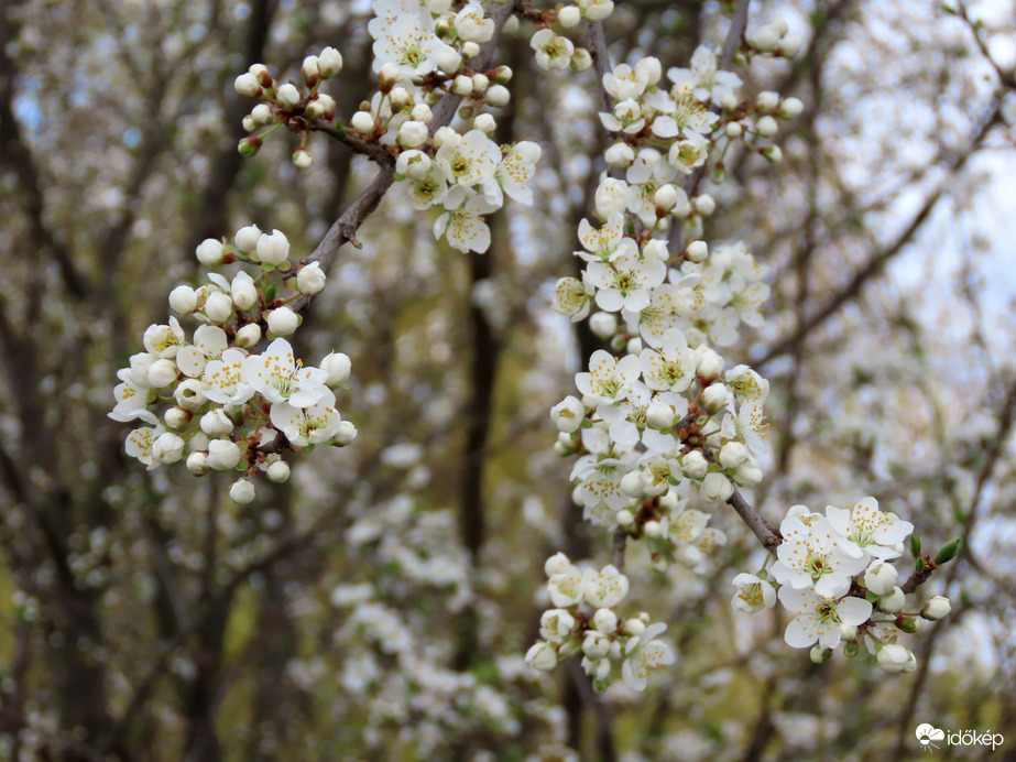 Tavasz a Csónakázó-tónál 2.