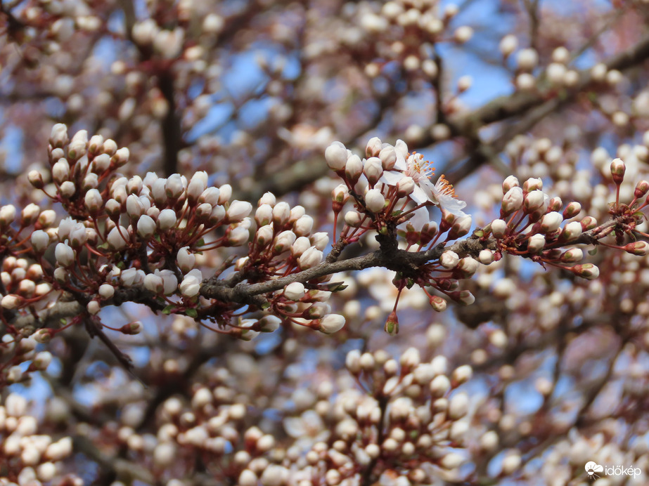 Tavasz a Csónakázó-tónál 1.