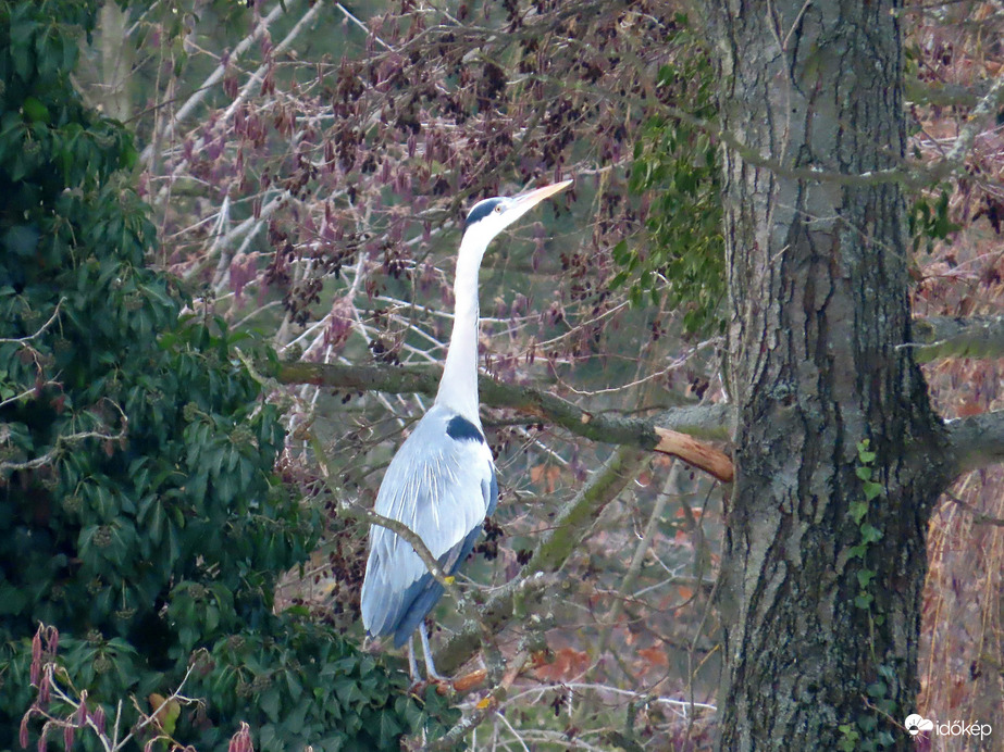 Valamit látok ott fenn!