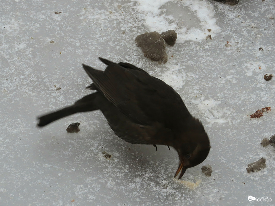 A jégből is kivakarom!