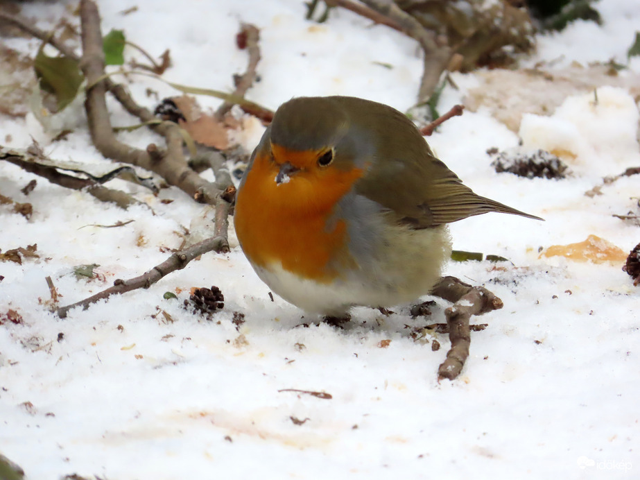 Gombócka havas csőrrel