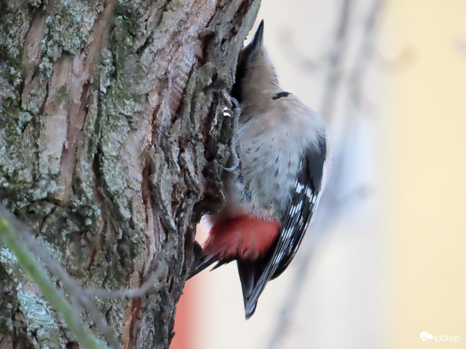 Előbb meghallgatom!