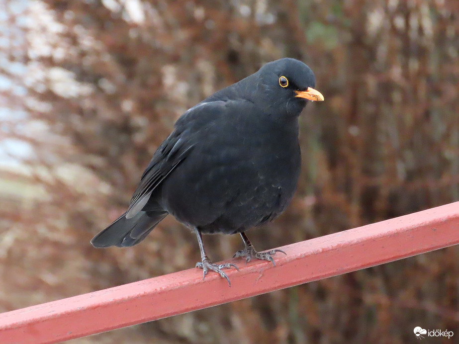 Meddig álljak még itt?