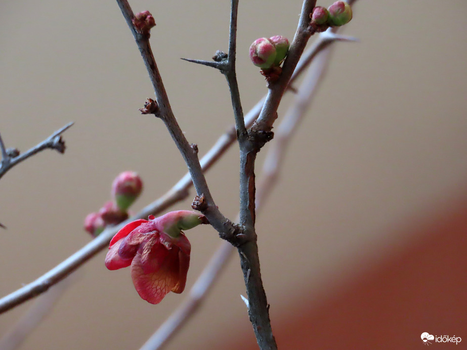 A Japánbirs dacol az időjárással