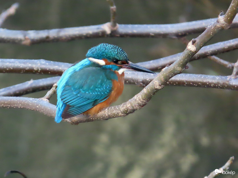 A Perint-patak feletti ágon kuporgó Jégmadár