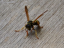 Munkában