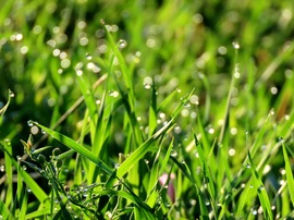 Harmatcseppes fűszálak