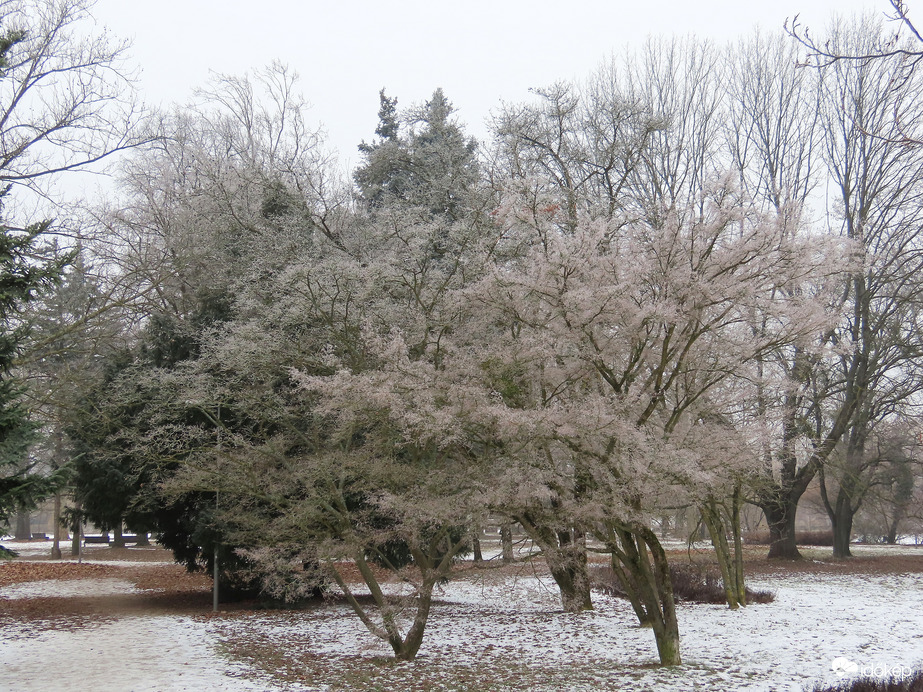 Zúzmarába öltöztek a sziget fái