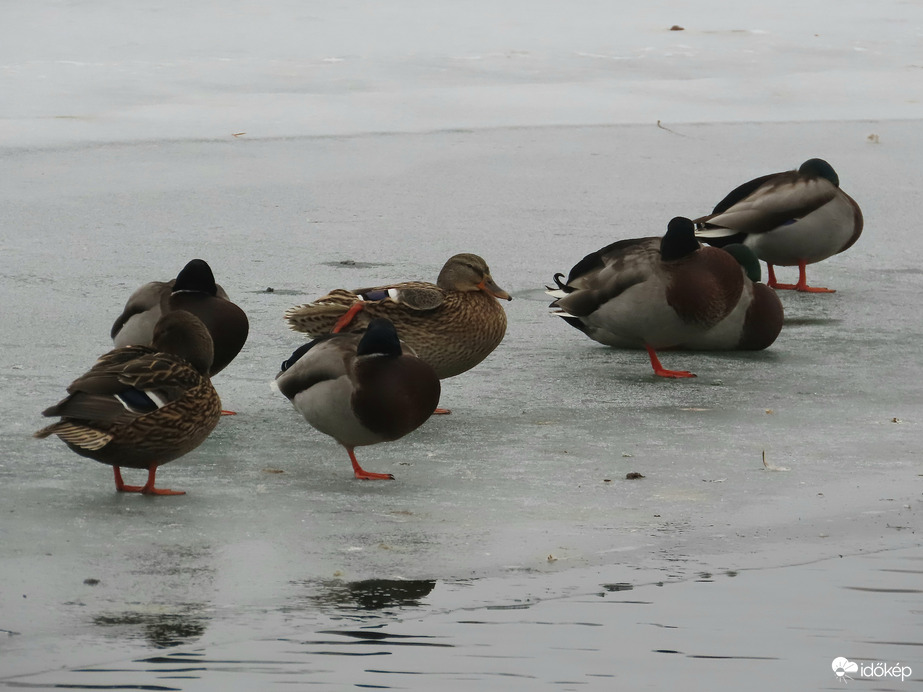 Pihenő a jég hátán