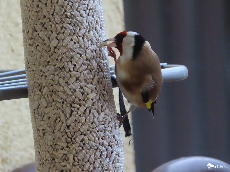 Sikerült kicsípnem a magot!