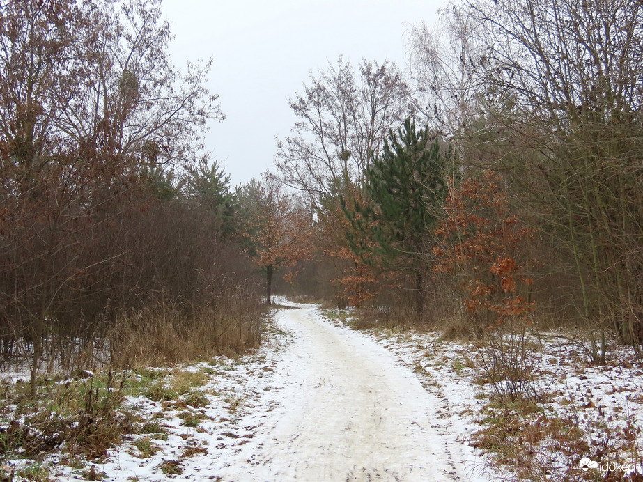 Havas út a fák között