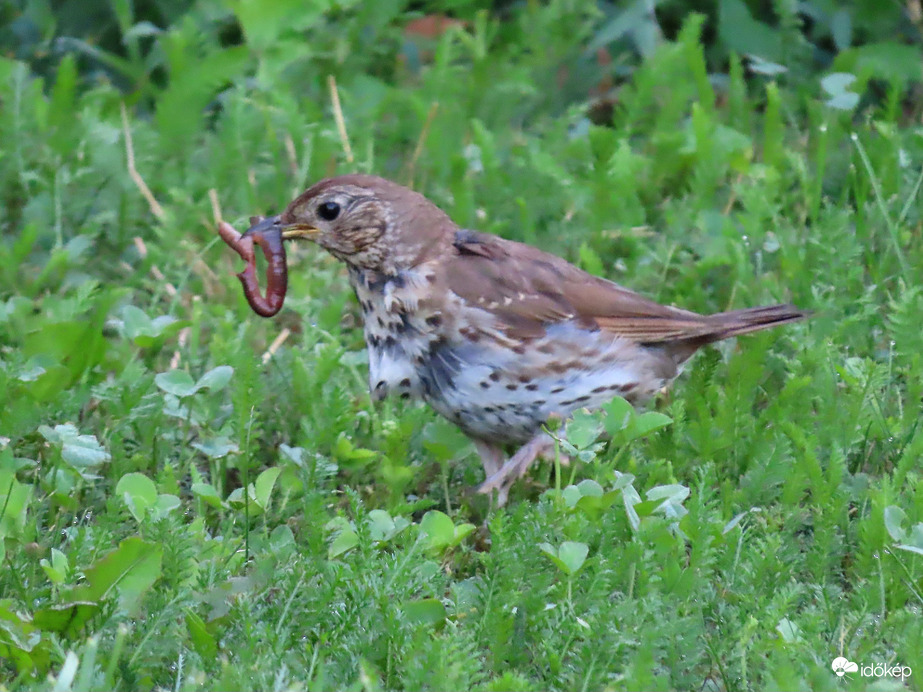 Gyorsan elfutok vele!