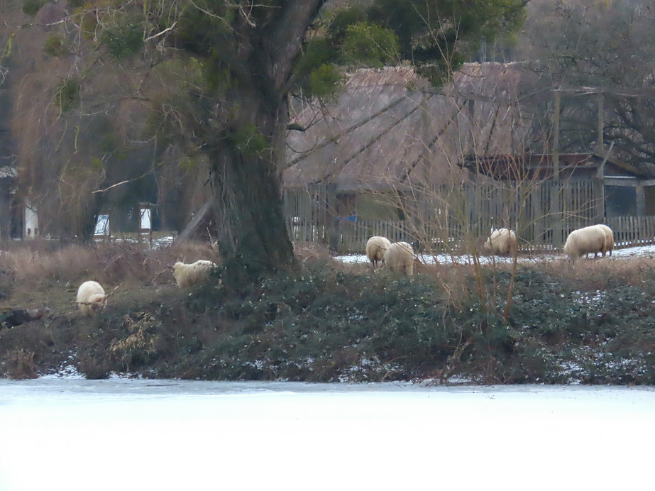Legelésző Racka juhok