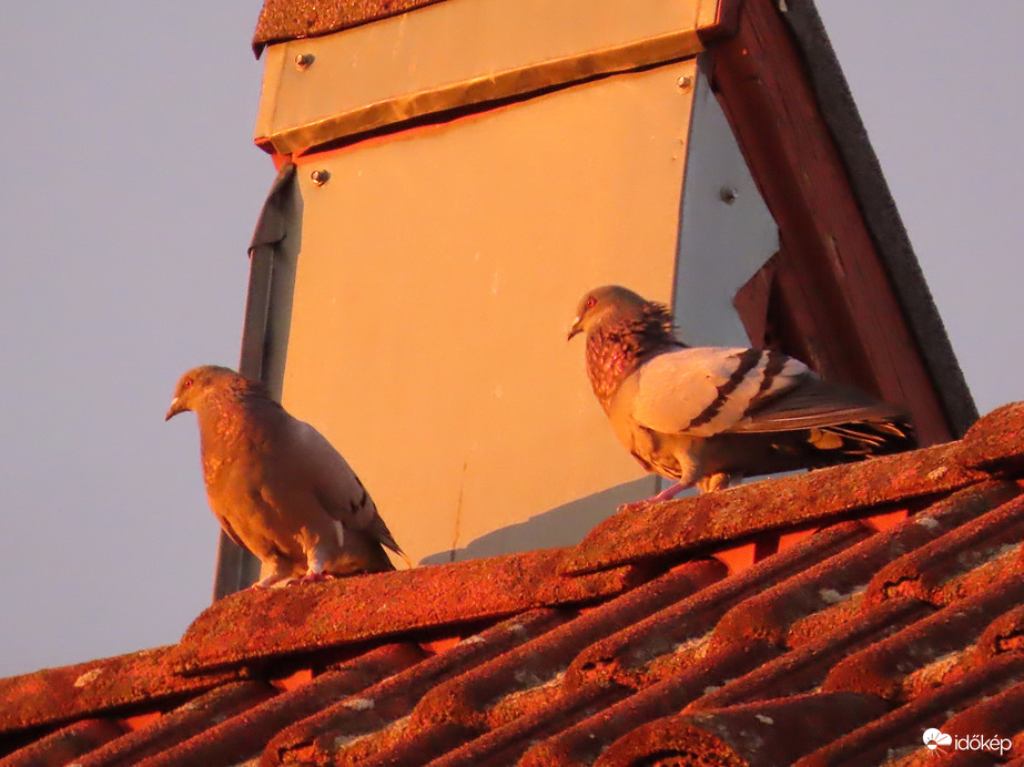 Udvarlás a napkelte fényében