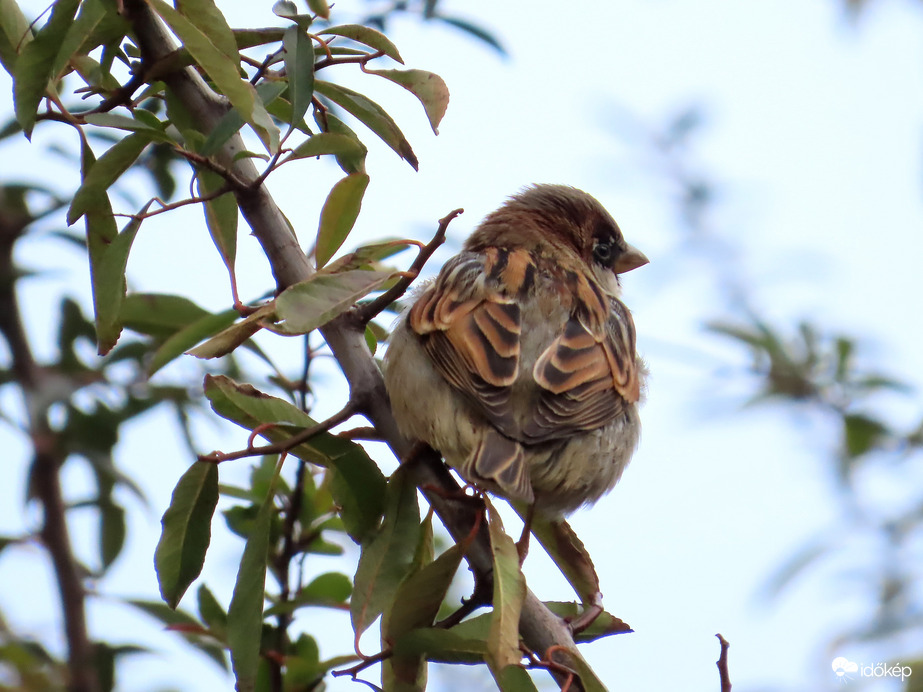 Ugye milyen színes vagyok?