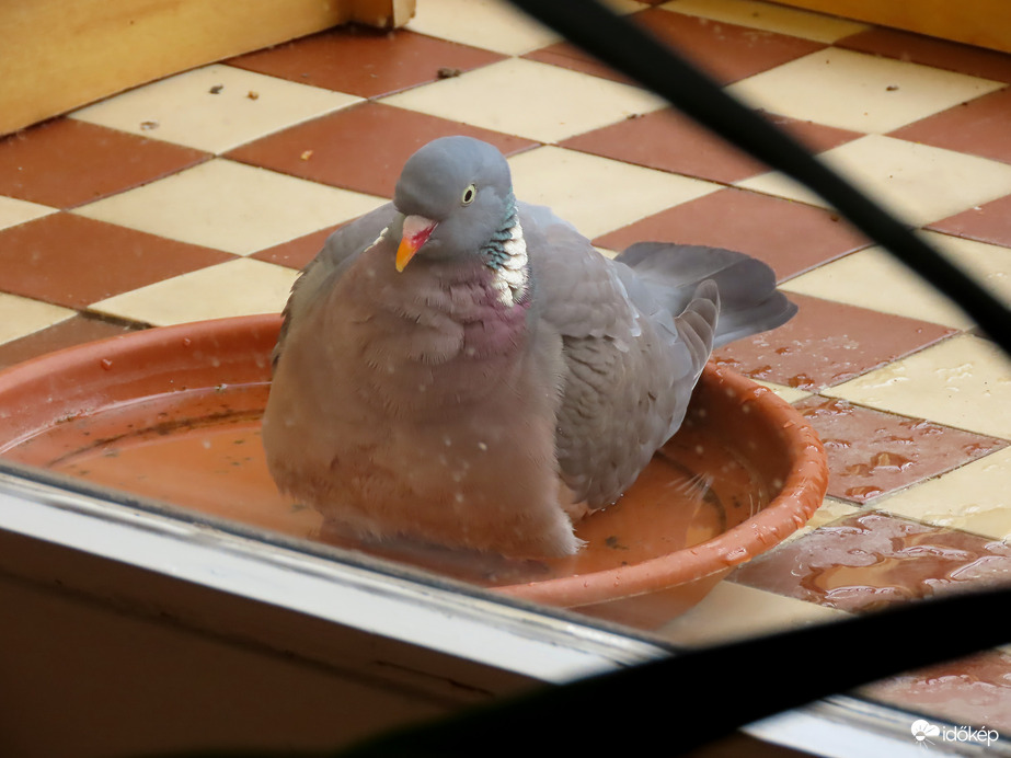 Nehezebben férek bele, mint a rigó!