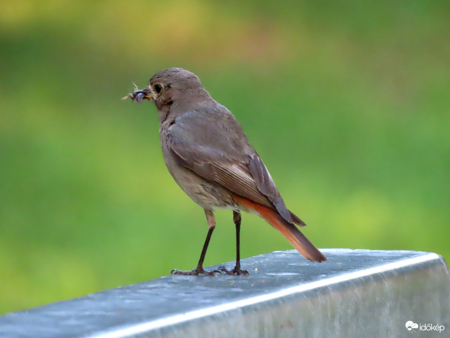 Talán elég lesz reggelire!