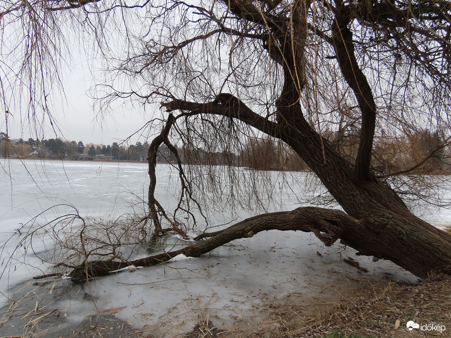 Jégbe fagyott faágak