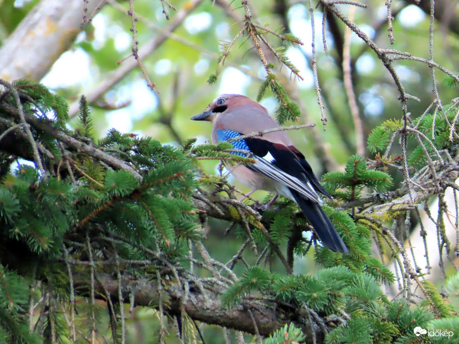 Szajkó a fenyőn