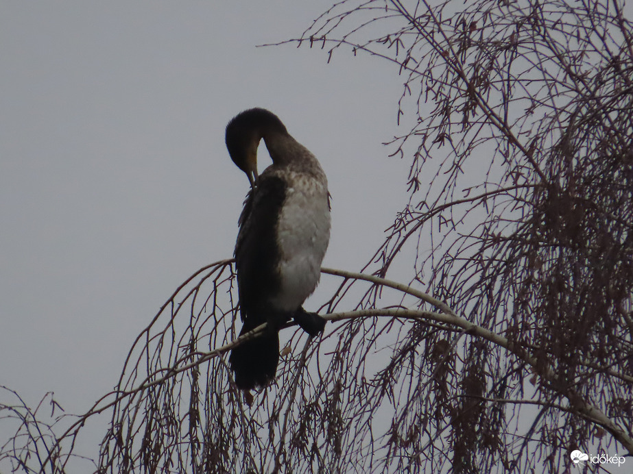 Szépítkező Kárókatona