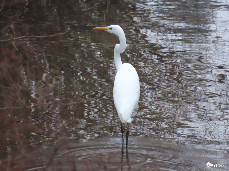 Megint a Perintben figyelem a halakat!