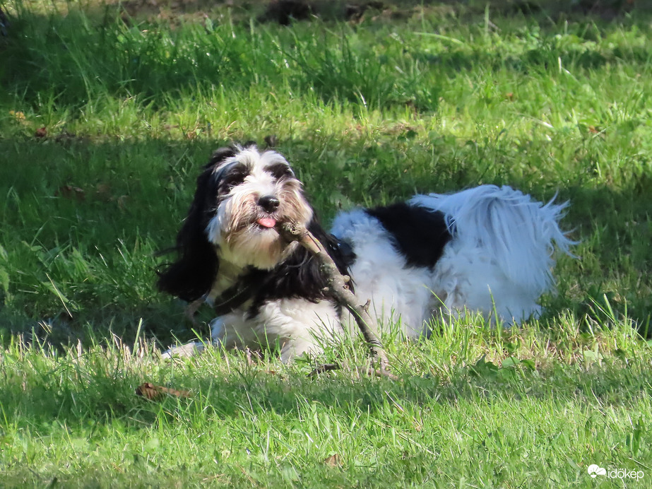 Jól megrágcsálom!