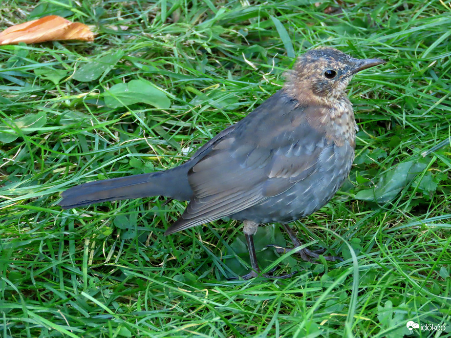 Megálltam! Most fotózhatsz!