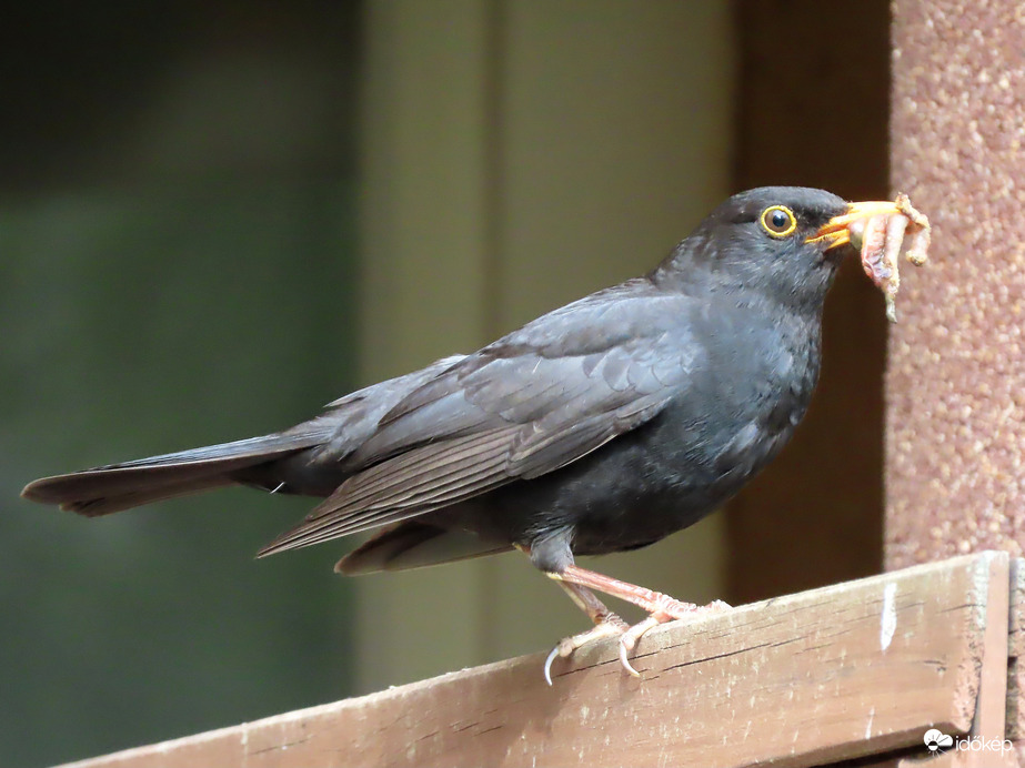 Úgysem viszem addig, amíg figyelsz!