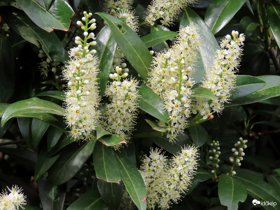 Mentem az orrom után!