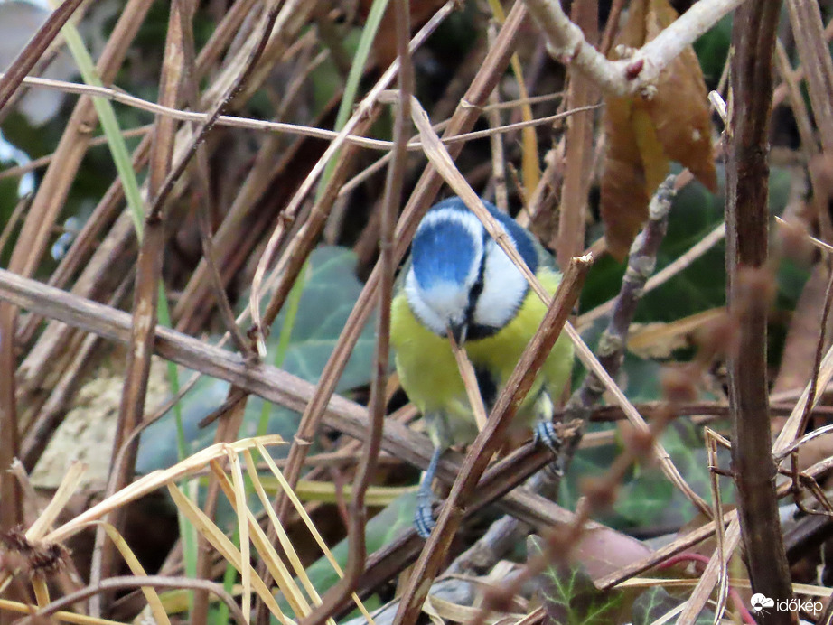 Nagy a rendezkedés a bokorban