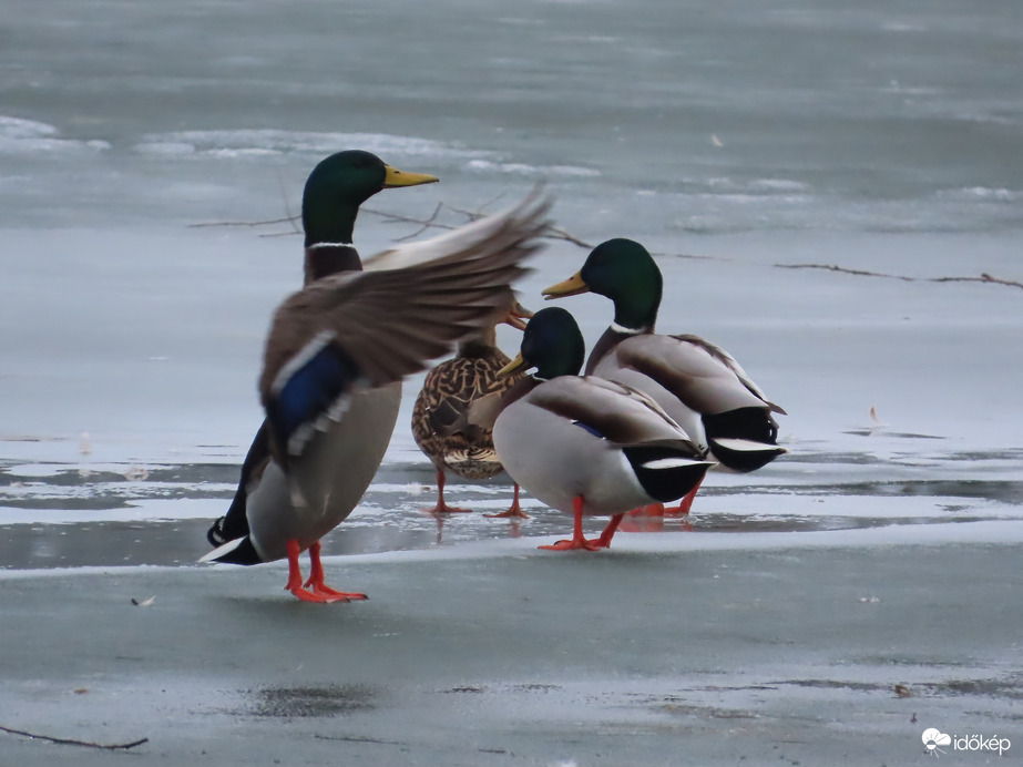 A karmester figyelmet kér!