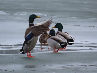 A karmester figyelmet kér!