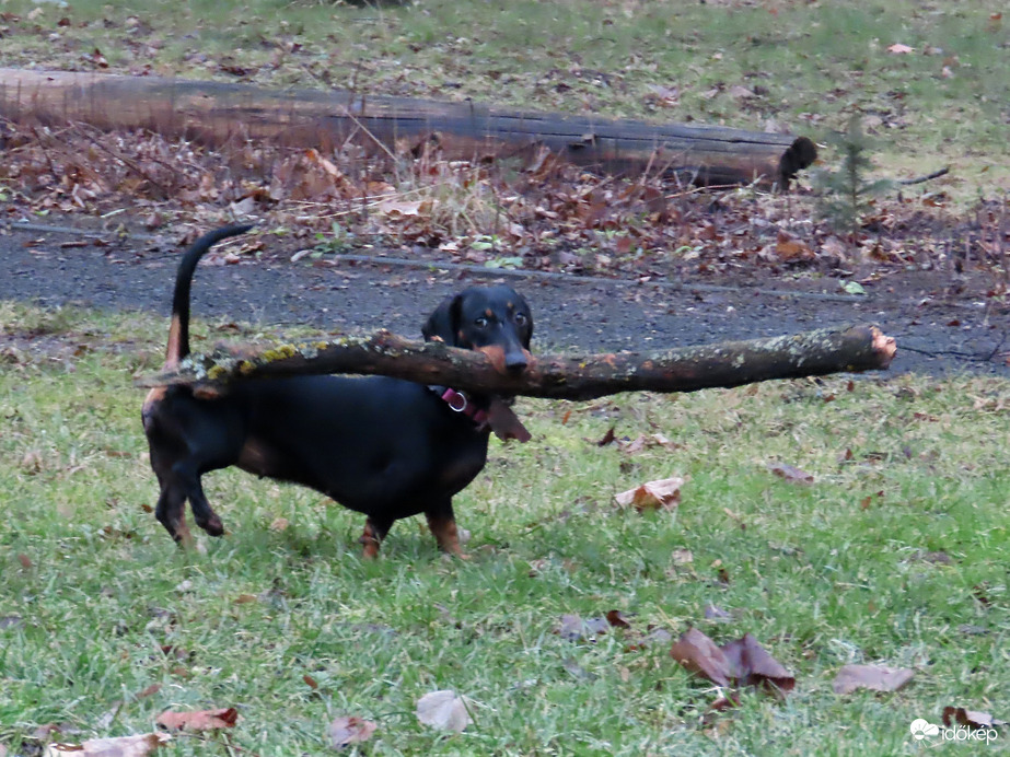 A bot viszi a kutyát!