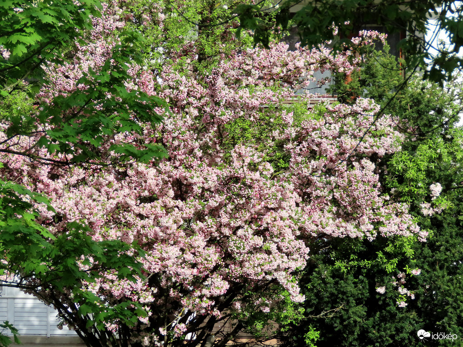 Néhány nap alatt virágba borult