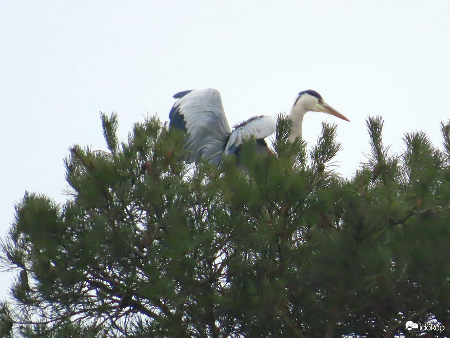 Szárnyakat behúzni!