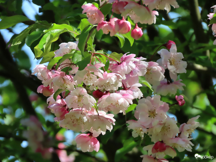 Díszalma egy kertben