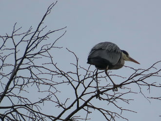 Erről a fáról jobban látom a halakat!
