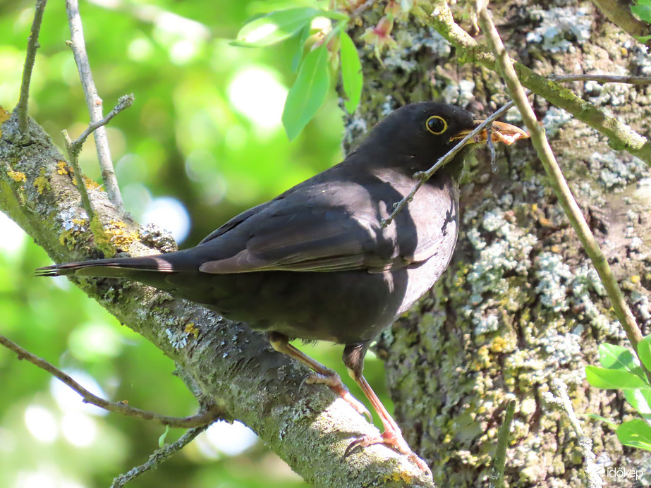 Mindjárt viszem, csak figyelnek!