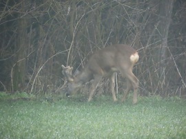 Legelésző őzbak a ködös erdőszélen