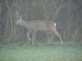Besátált az erdőbe