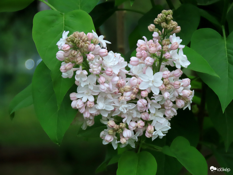 Telt virágú orgona