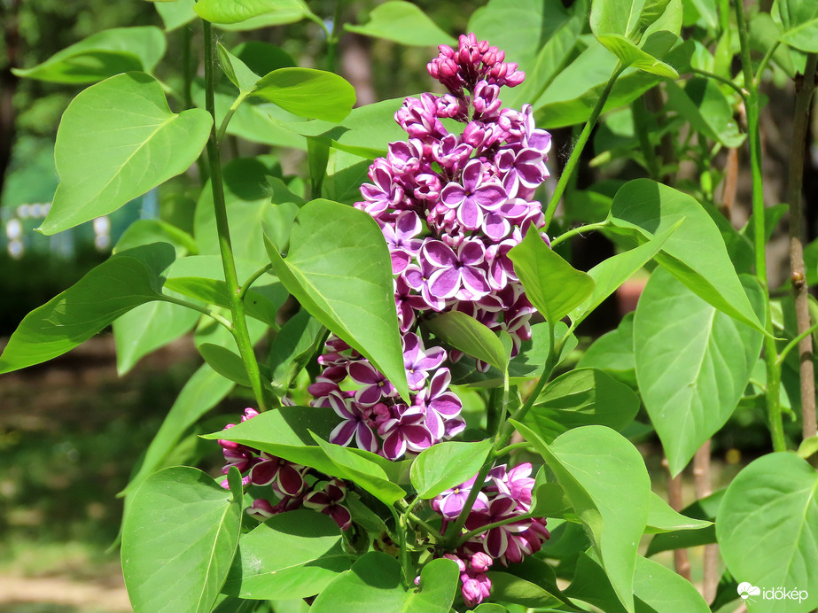 Tarka szirmú orgona