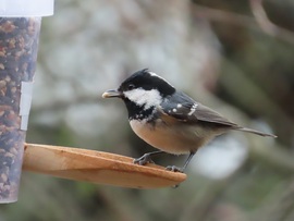 Új vendég az etetőn