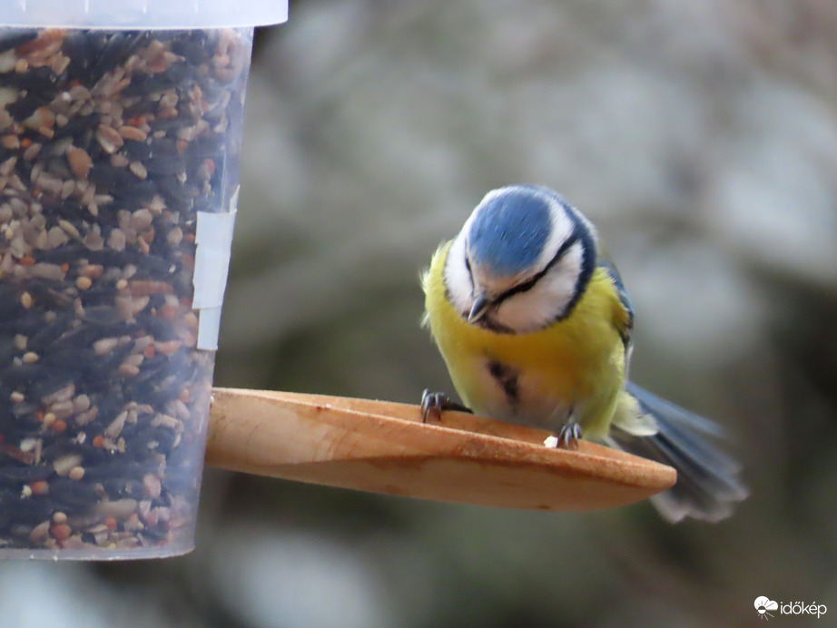 Melyiket válasszam?